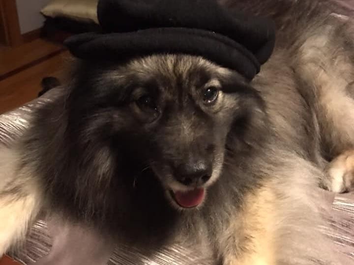 Shelby, a Keeshond, went missing after getting spooked by fireworks on July 4.