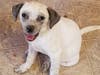 Chase is a three-month old, 12-pound heeler/border collie mix. Goldman said Chase is a "playful little pup" who loved to wrestle and run with his brothers and sisters before they were adopted. 