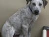 This is Reef. Coral, Wave, Reef and Breaker are 25-pound, five-month-old mixed breeds that were born together and nicknamed the "beach bums."