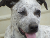 This is Coral. Coral, Wave, Reef and Breaker are 25-pound, five-month-old mixed breeds that were born together and nicknamed the "beach bums."