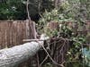 A tree split through a fence on  in Barnstable. The storm on Oct. 16 knocked out 40 percent of power in town.