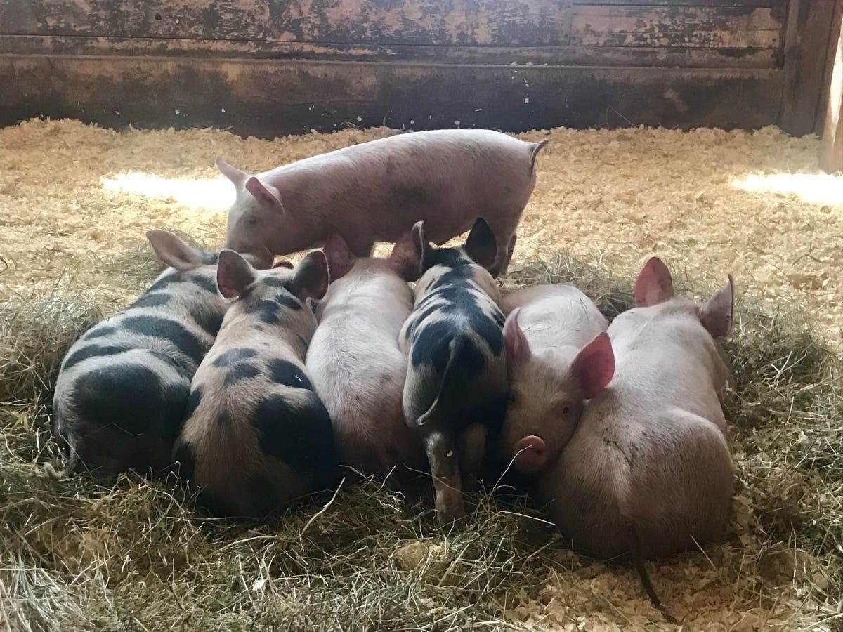 According to the Centers for Disease Control, twenty workers have died and nearly 4,200 meatpackers at 115 processing plants across the country tested positive for the new coronavirus.