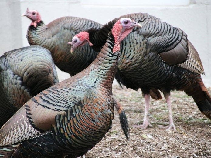 Massachusetts law forces most stores to close Thanksgiving.