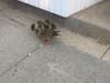 Falmouth Firefighter Jonah Olsen then lifted the ducklings to the surface and reunited them with their mother.