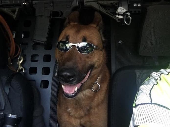 Braintree police dog Kitt died after getting shot during a domestic sitation Friday. Kitt served with Braintree police for 12 years.