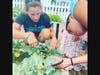 Amy Shields, OSCW Coach and Active Kids Manager, harvests broccoli with the children from the Active Kids program.