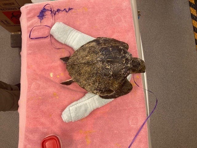 The Kemp’s ridley sea turtle receives a medical exam at the New England Aquarium’s Sea Turtle Hospital.
