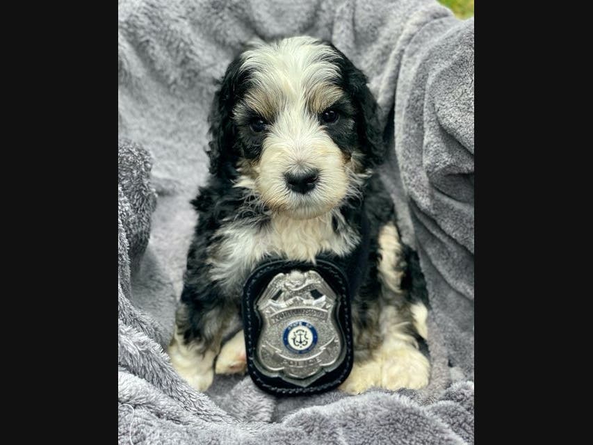 The department was recently gifted a Bernedoodle puppy from Cove Angels Breeding. The pup will be trained as a compassion dog, police said.
