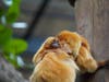 The twins named Hildreth and Colin were born to father Kyle and mother Raff, and also has three siblings at the zoo​: Archie, Raff and Kyle.