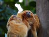 The twins named Hildreth and Colin were born to father Kyle and mother Raff, and also has three siblings at the zoo​: Archie, Raff and Kyle.