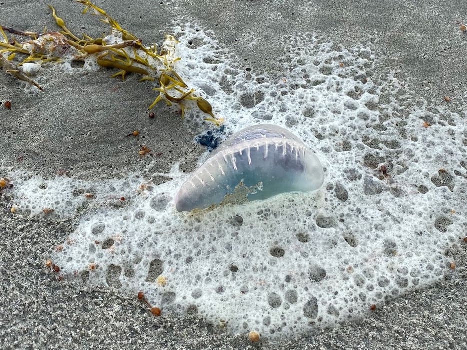 The dangerous jellyfish-like creatures​ were found at Scarborough State Beach in Narragansett on Monday, and at Roger Wheeler Beach in Narragansett and East Matunuck Beach in South Kingstown on Tuesday​, DEM officials said.