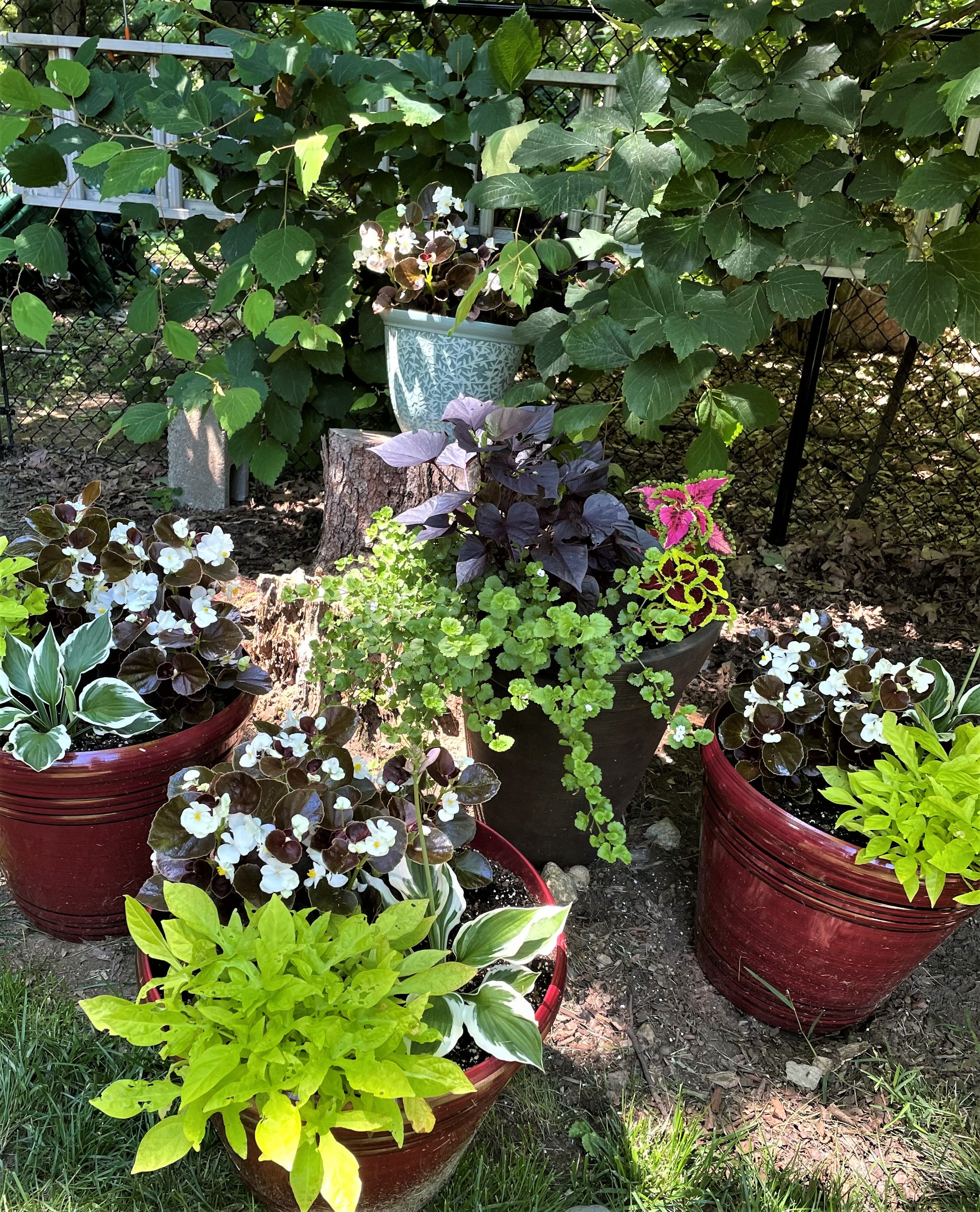 May 13 Annual Plant Sale Hosted by Framingham Garden Club May 13