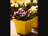 Multi-Color 8 inch pansies
