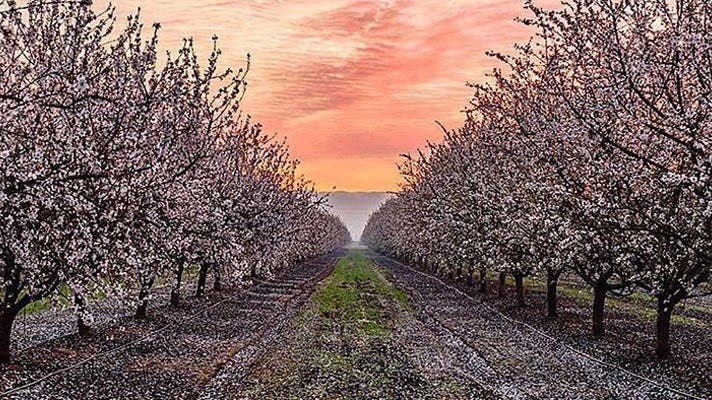 Blossom Trail | Instagram by @discoverfresnoofficial