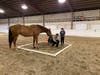 Offered through TRAC (Therapeutic Riding At Centenary), the free six-week program will take place at the Centenary University Equestrian Center in Washington Township.