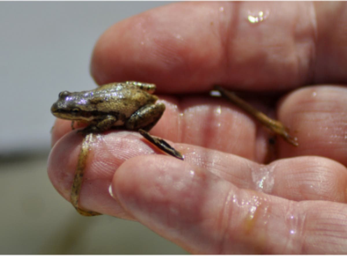 Participants will get to view creatures like frogs, fairy shrimp and toads at the vernal pool hike on April 13.