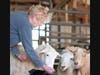 Karen Strano feeds the sheep on her farm in Bull Valley. 