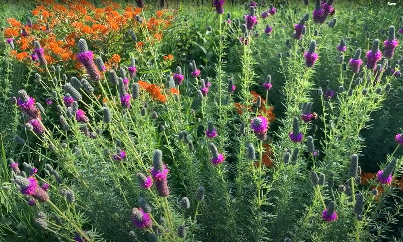 Plan Your Native Plant Garden