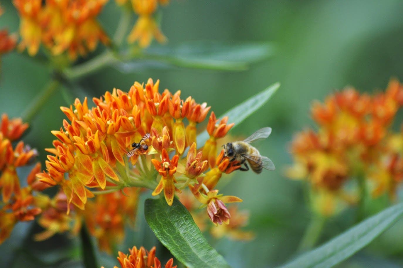 Introduction to iNaturalist and Nature Walk