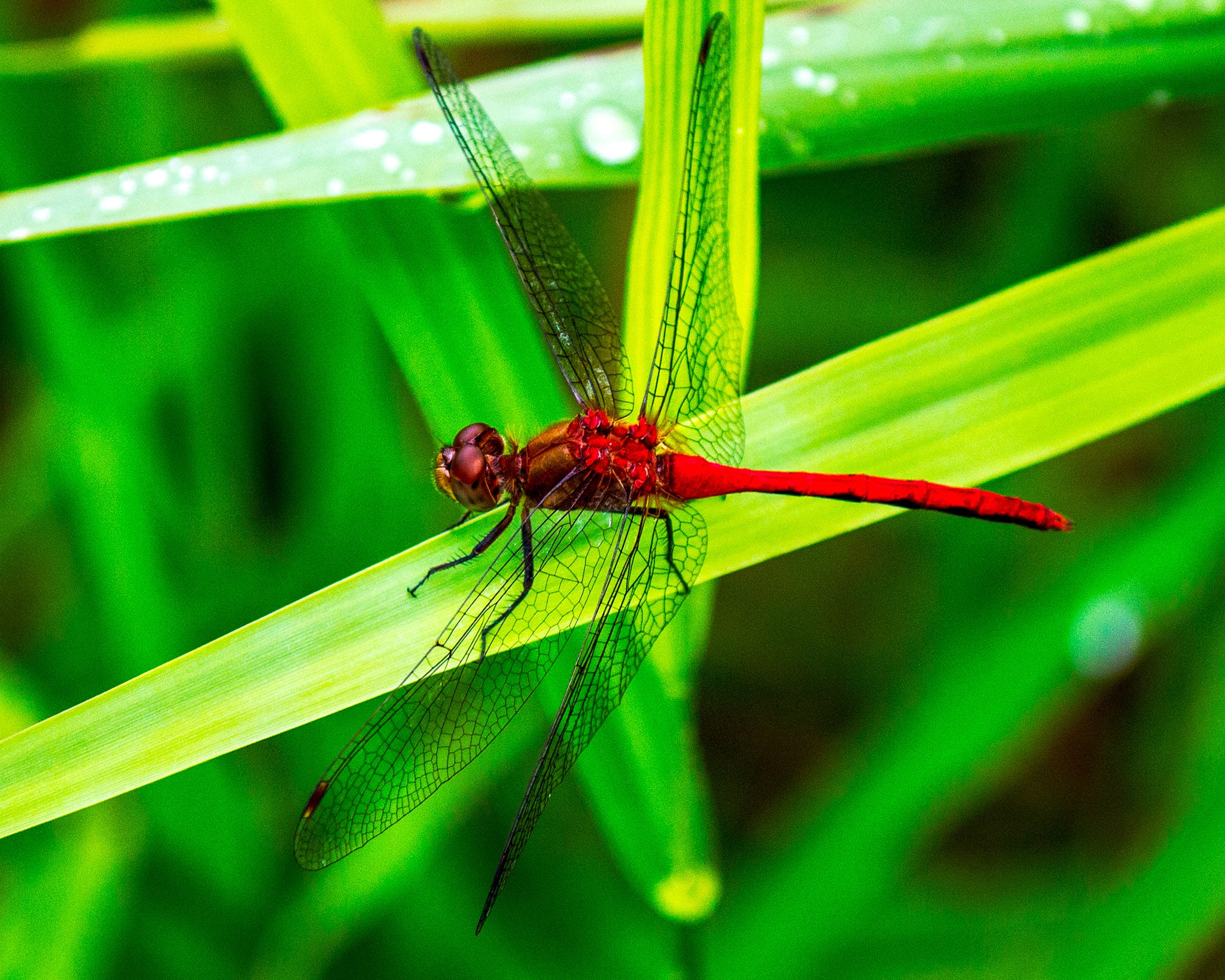 City Nature Challenge Bioblitz