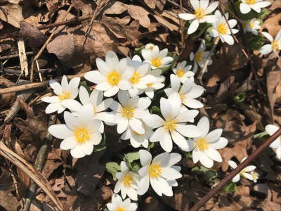 Spring Wildflower Walk
