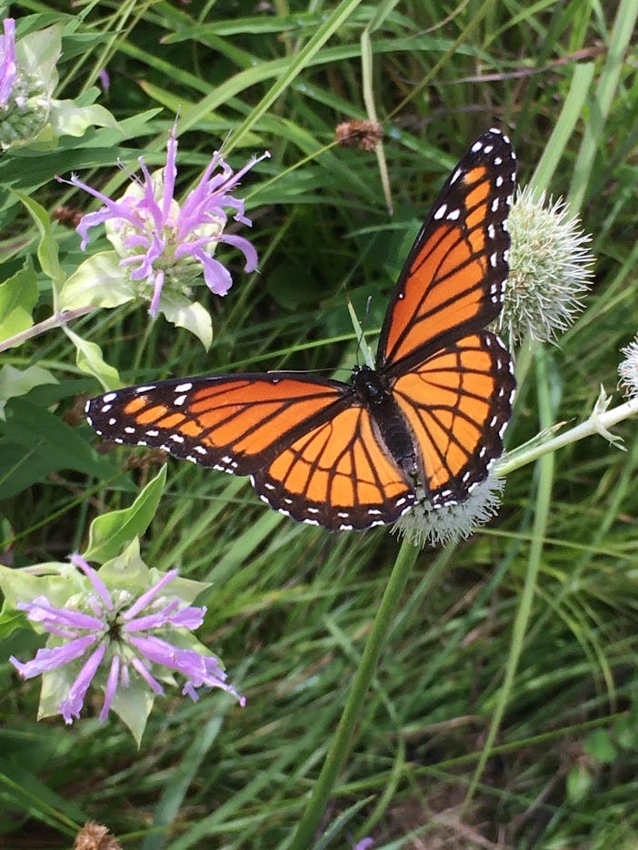 Birds, Bees, and Butterflies: Plant Your Own Native Plant Garden