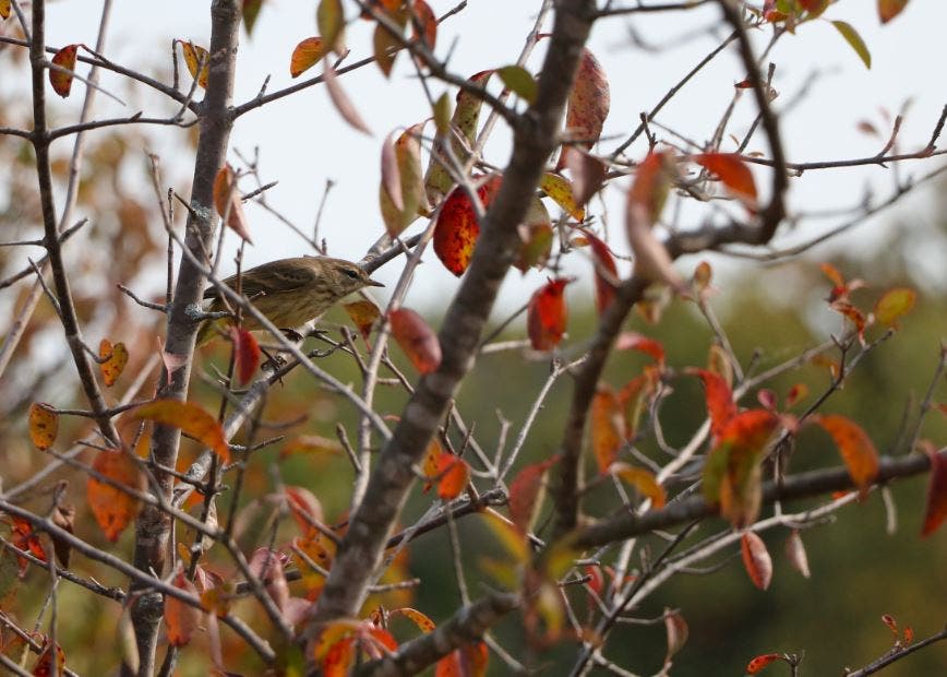 Fall Warblers Bird Walk