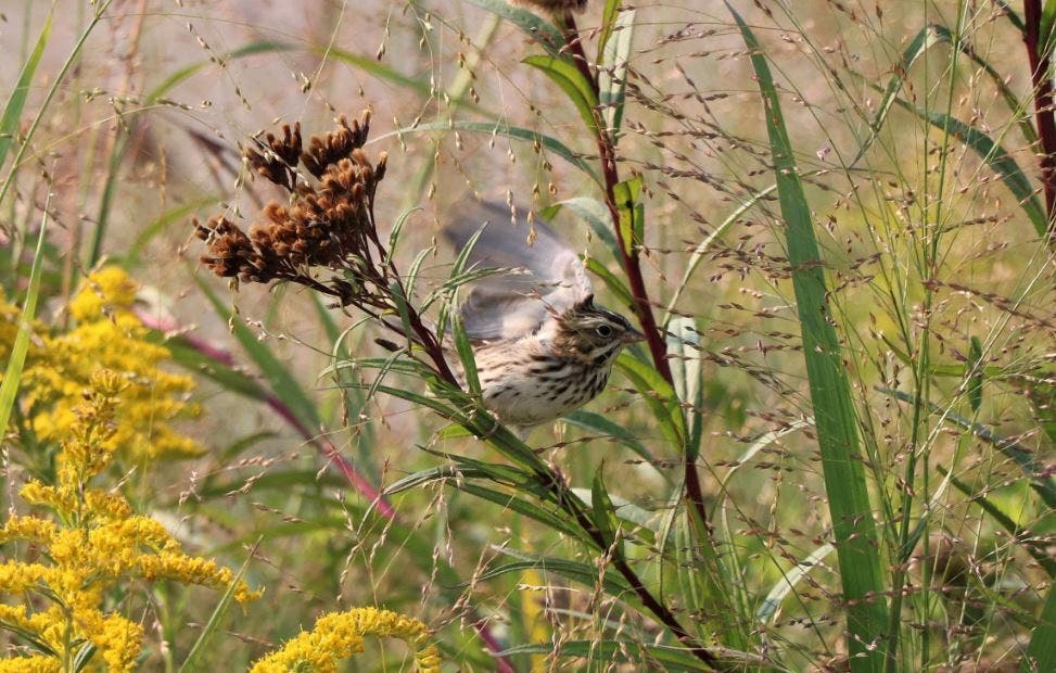Fall Migrants Bird Walk