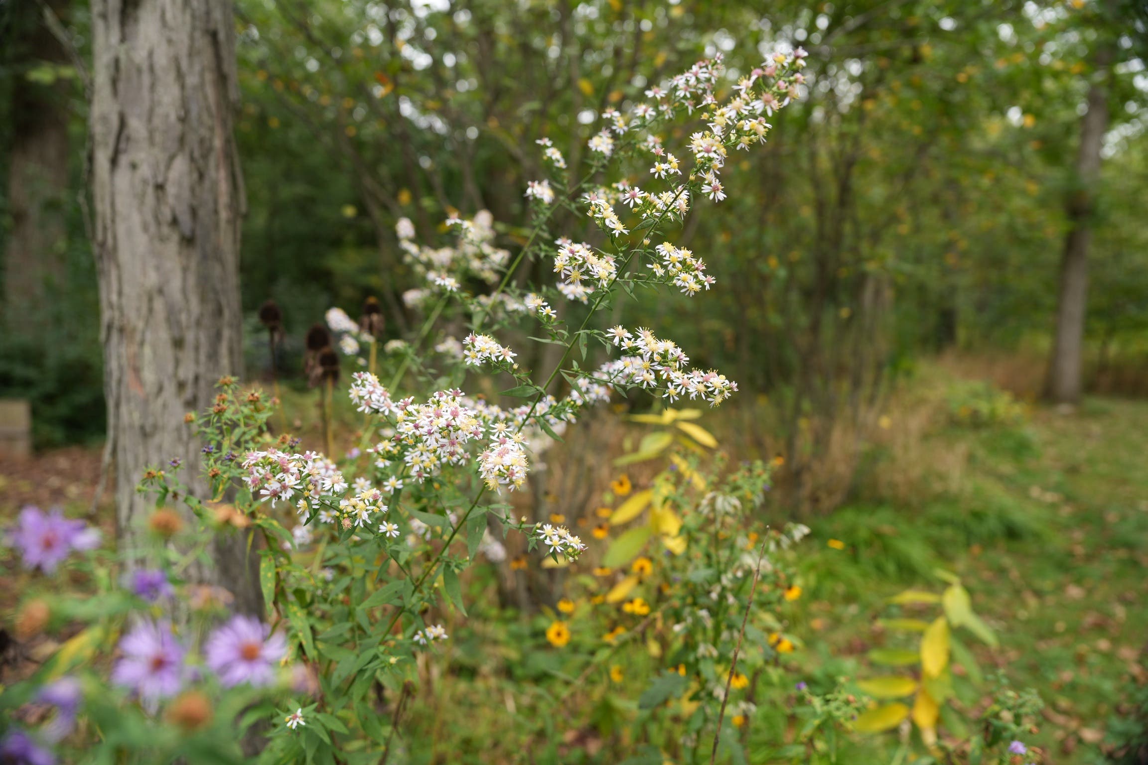 Pollinator-Friendly Fall Garden Care