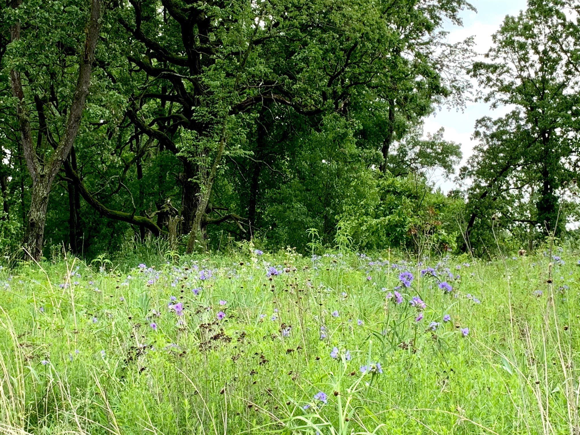 Autumn Equinox Guided Forest Bathing Walk