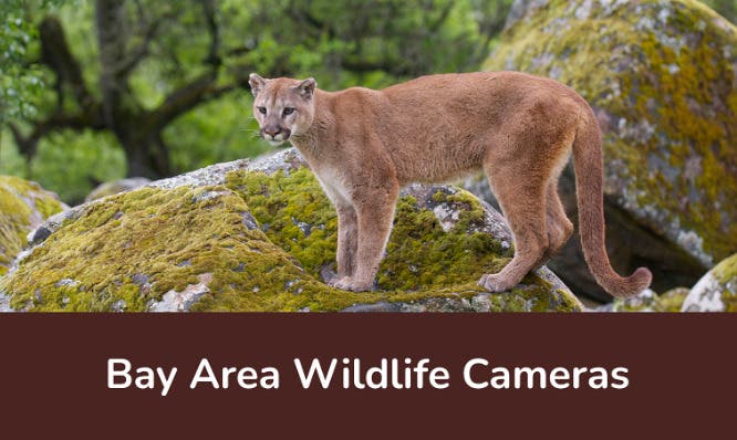 Wildlife Cameras in the East Bay Regional Parks