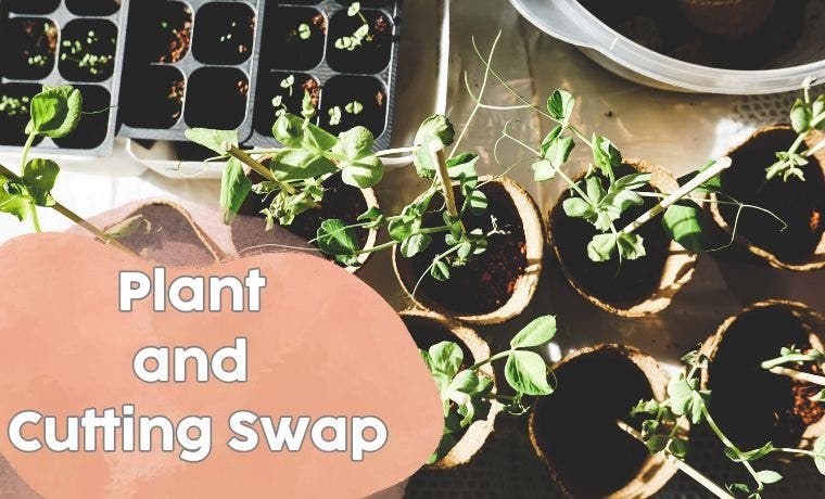 Plant and Cutting Swap