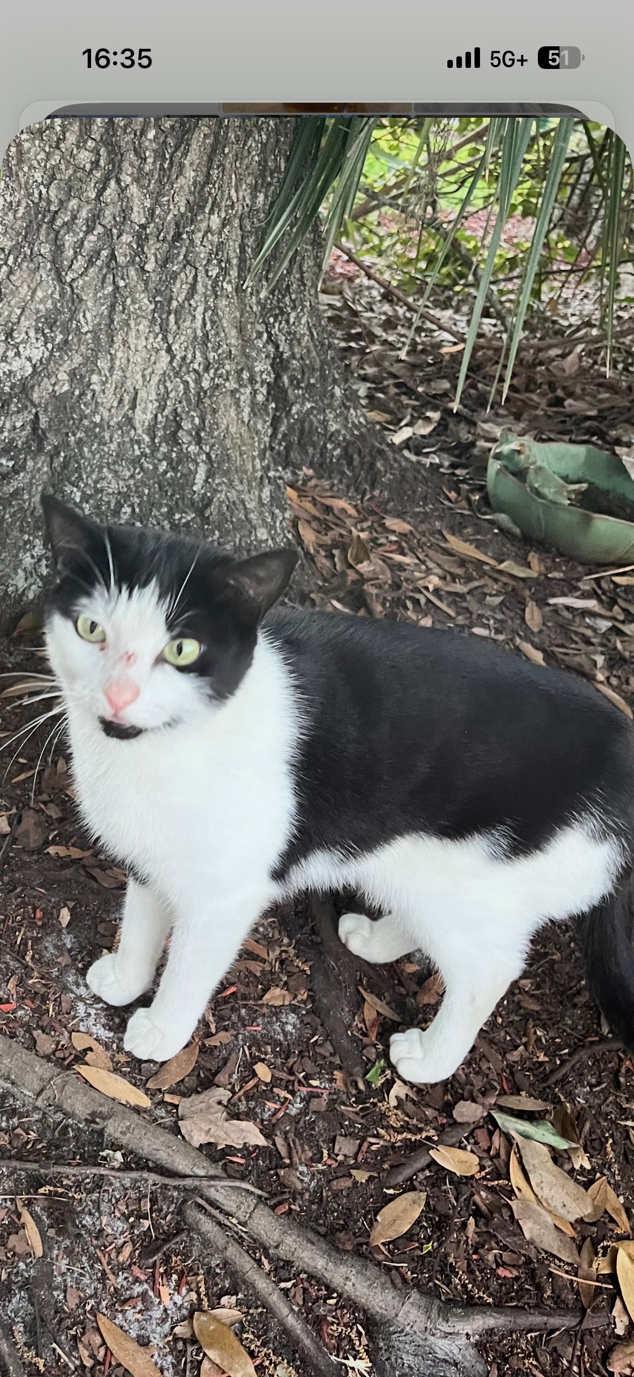 Precious little boy cat found in your stall road golf course