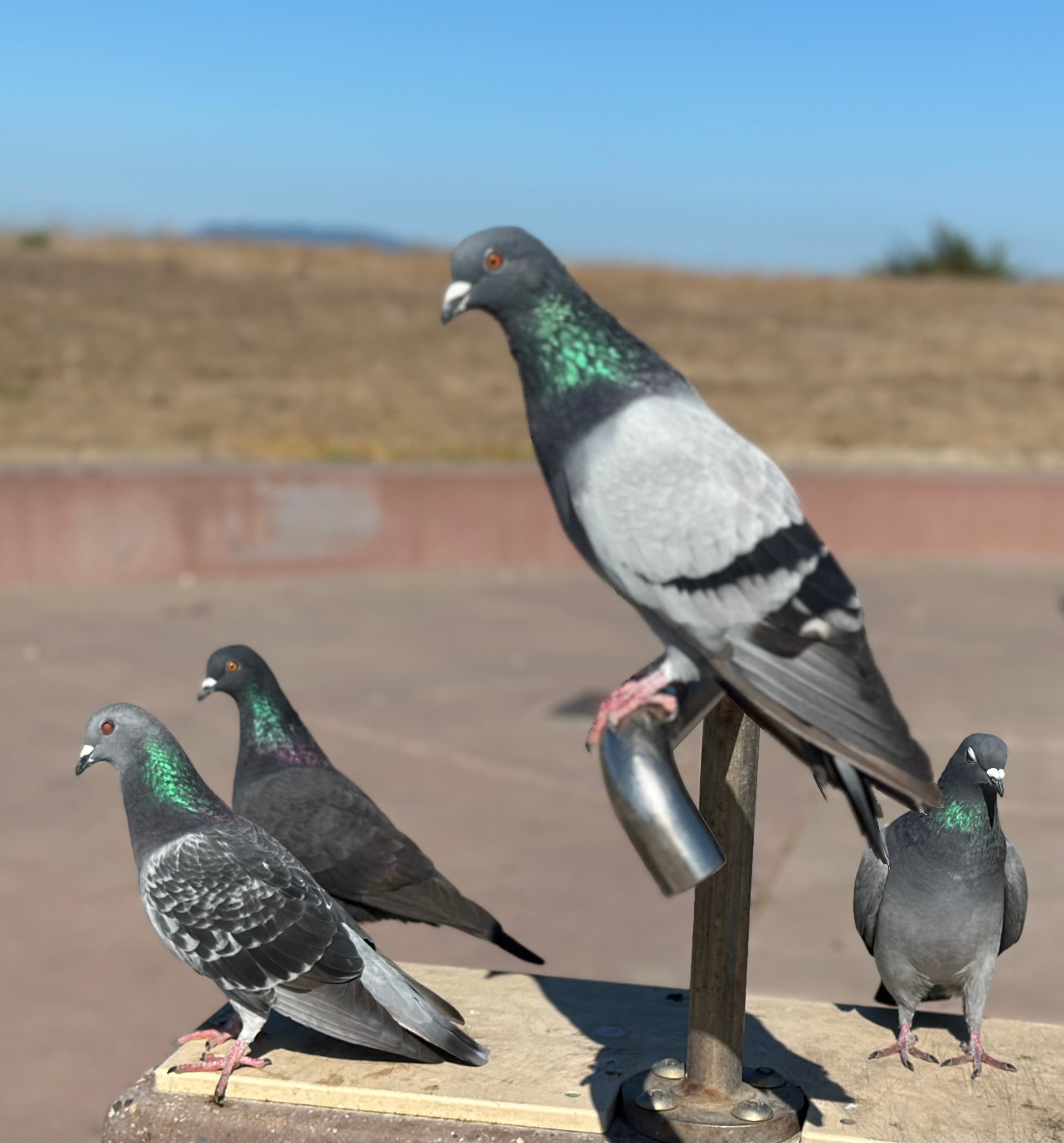 Posing pigeons.