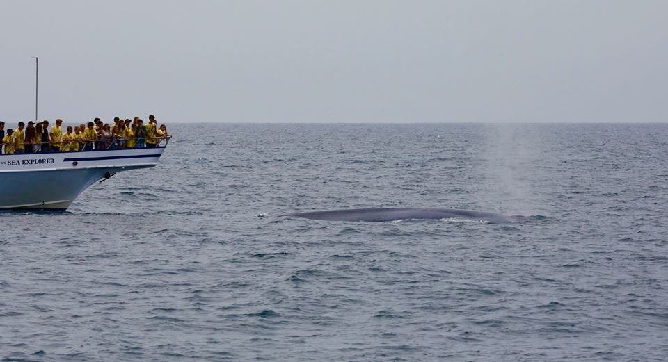 Blue Whale Surfaced