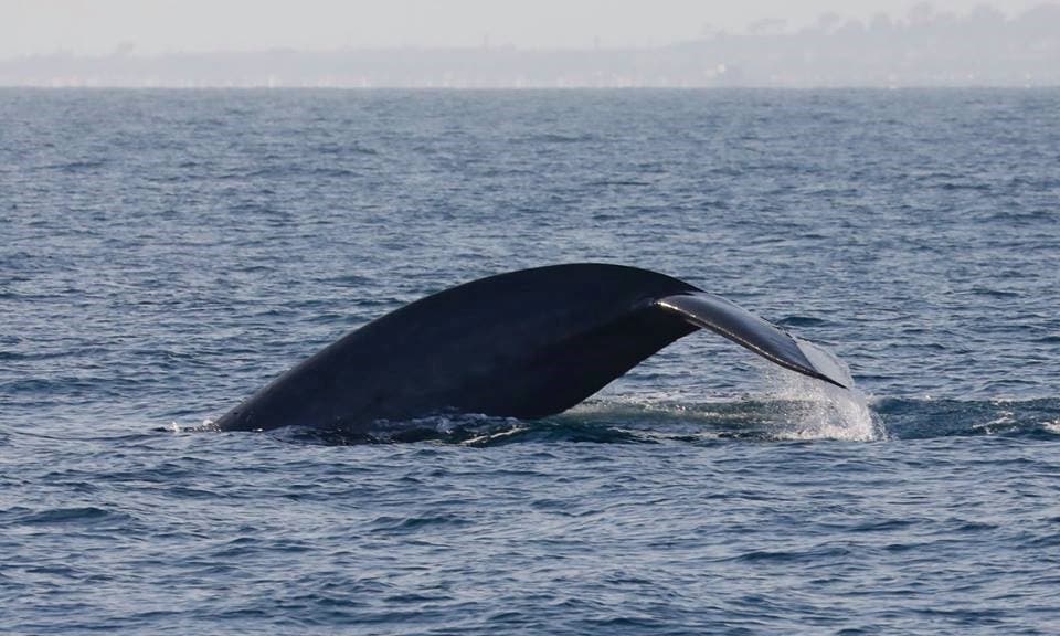 Blue Whale Flukes