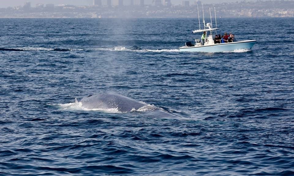 Another Blue Whale Surfaces, Fashion Island in the background