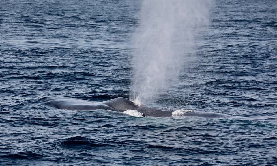 Blue Whale Surfaces and Blows