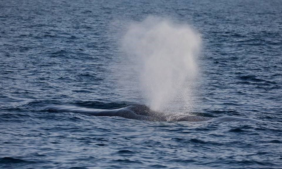 Blue Whale as it blows