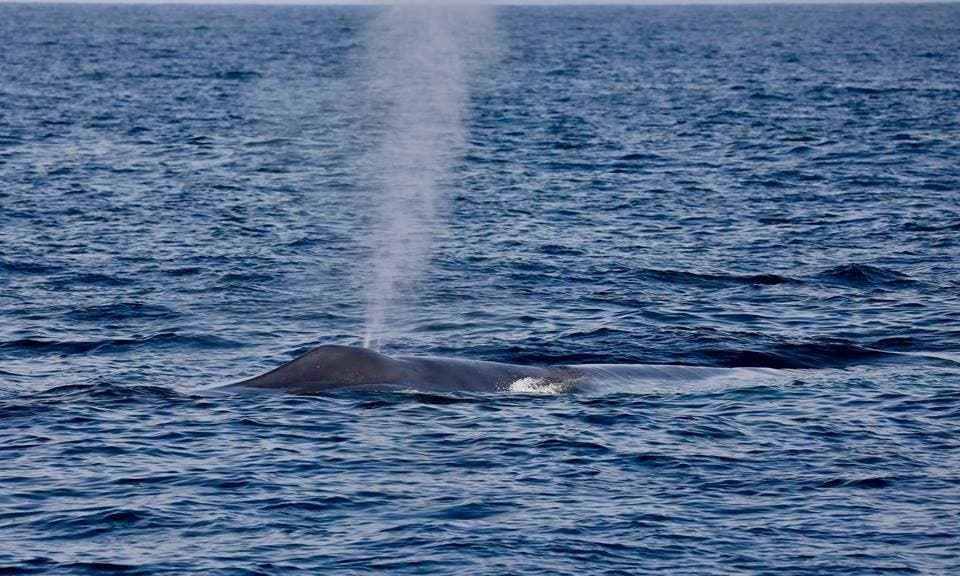 Blue Whale we followed