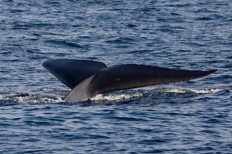 Blue Whale Flukes