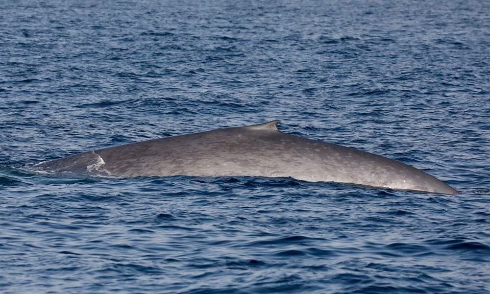 Back and Dorsal Fin of another Whale