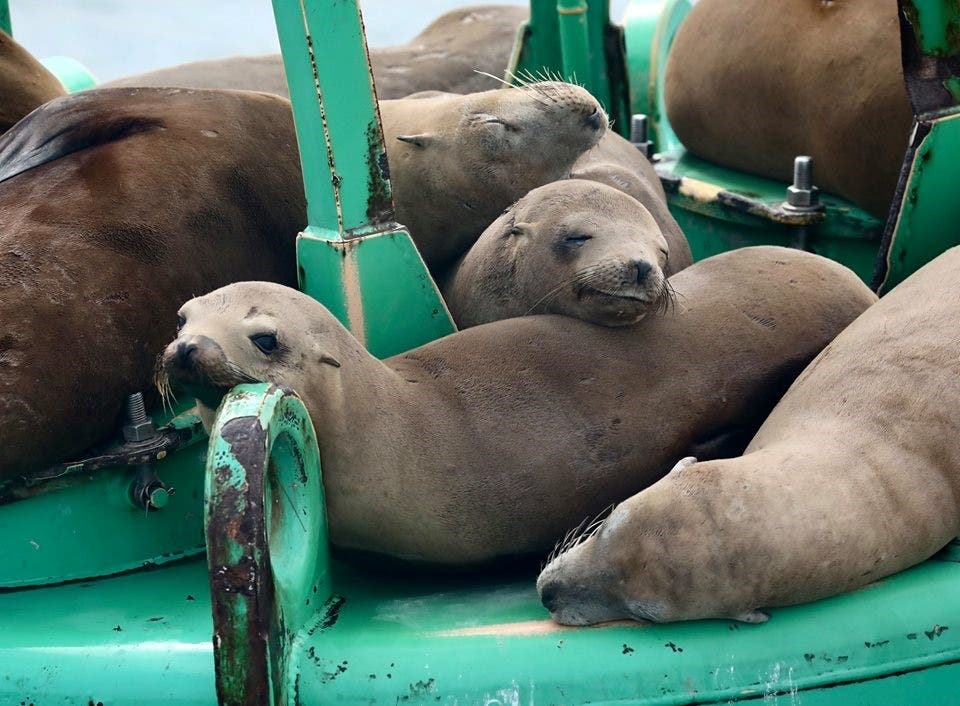 Sea Lions