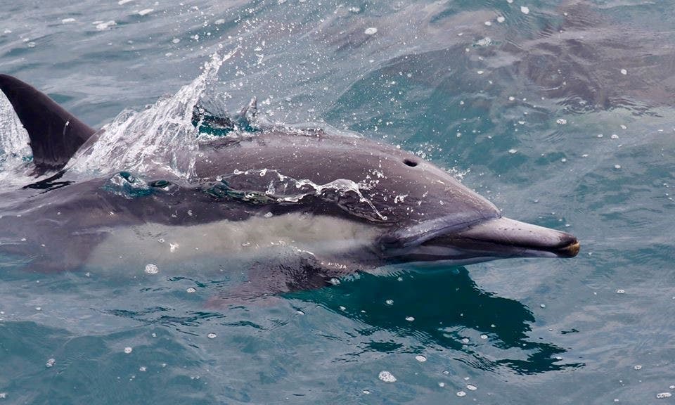 Dolphin Surface