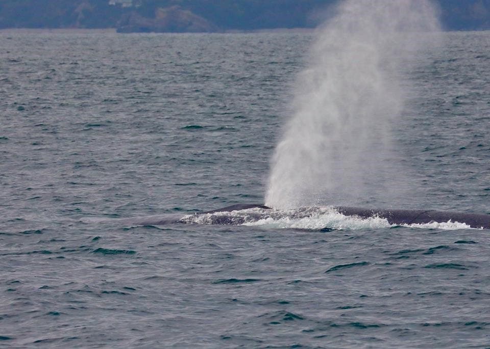 Blue Whale