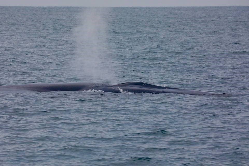 Blue Whale Head