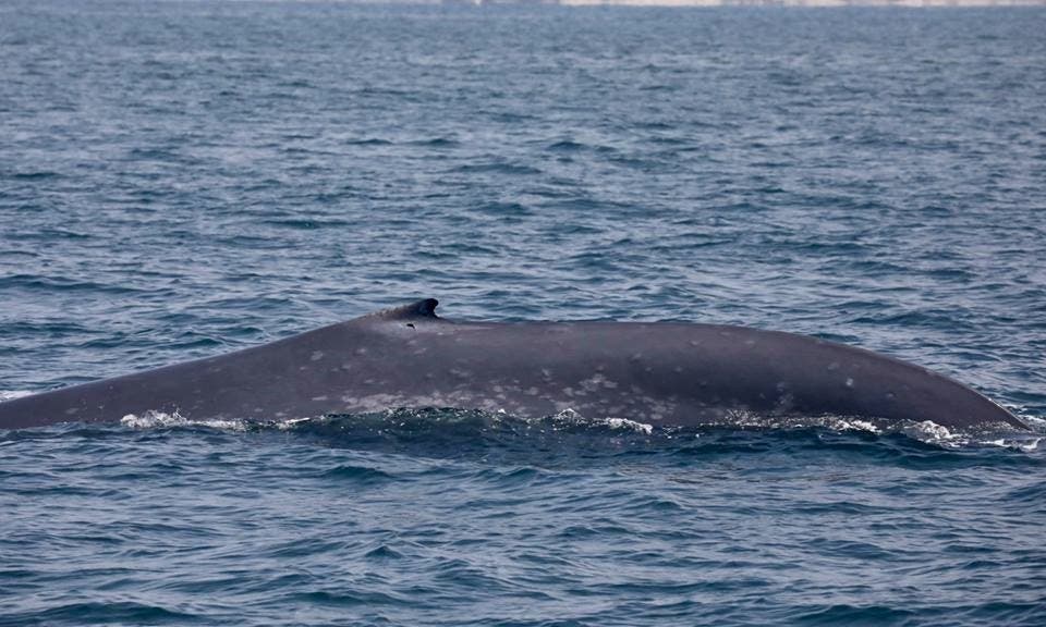 Dorsal Fin