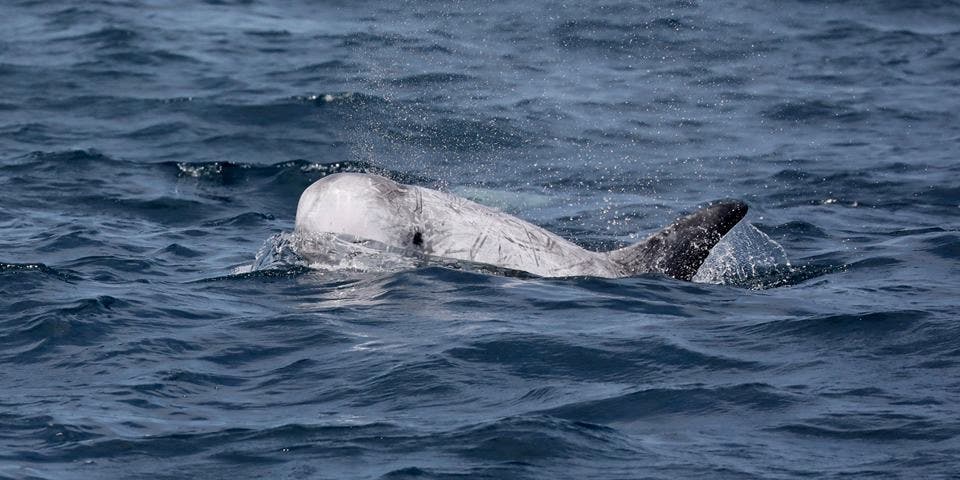 Dolphin Surface