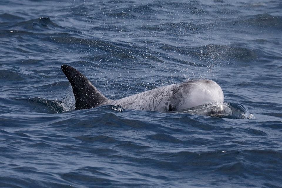 Another View Risso's Dolphin