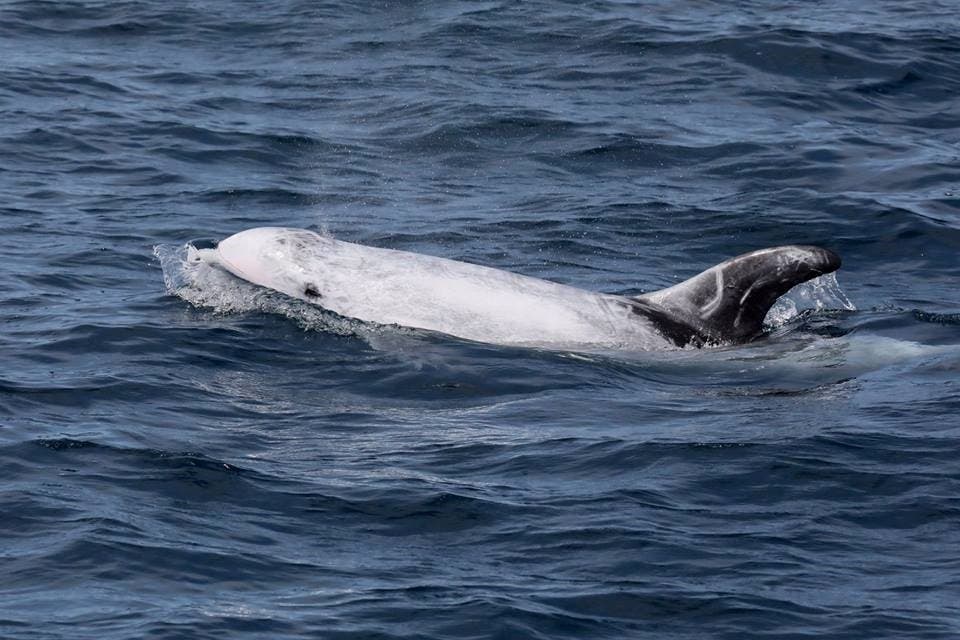 Risso's Dolphin Surfaces Next to Boat